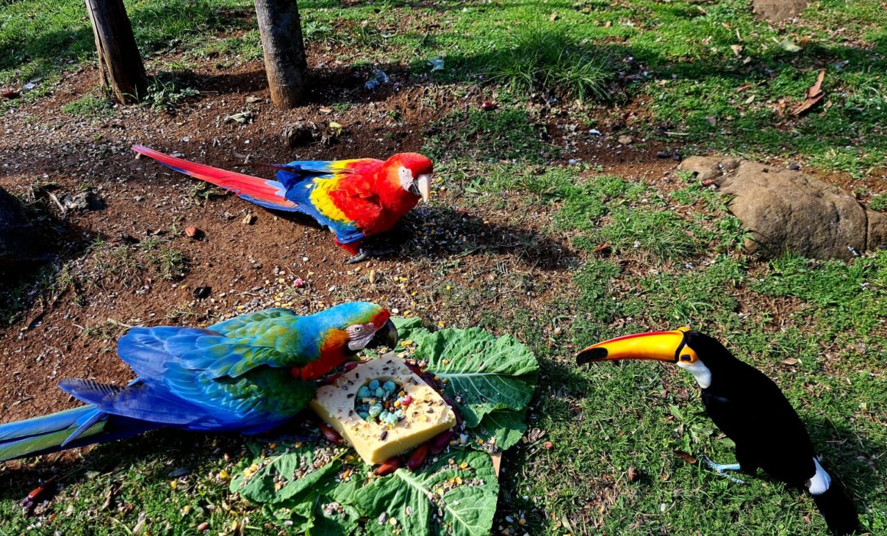 bolo_polenta_aves