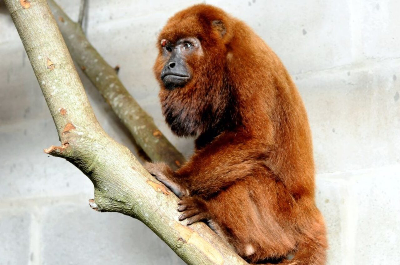 bugio febre amarela