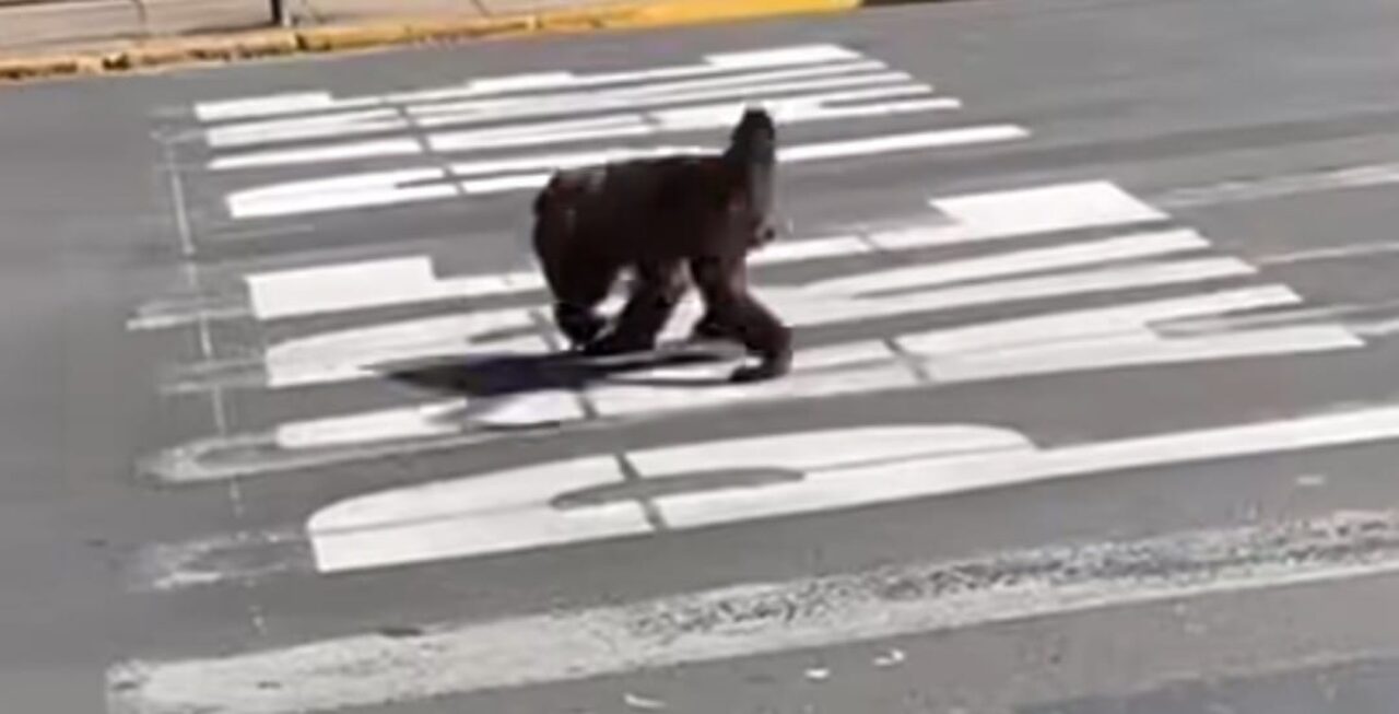 Vídeo de bugio no centro de Canela viralizou nas redes sociais