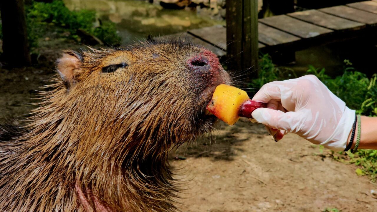 capivara1
