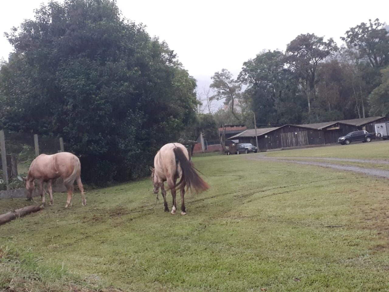 cavalarianos
