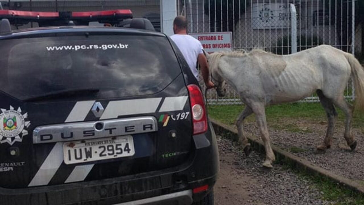 cavalo