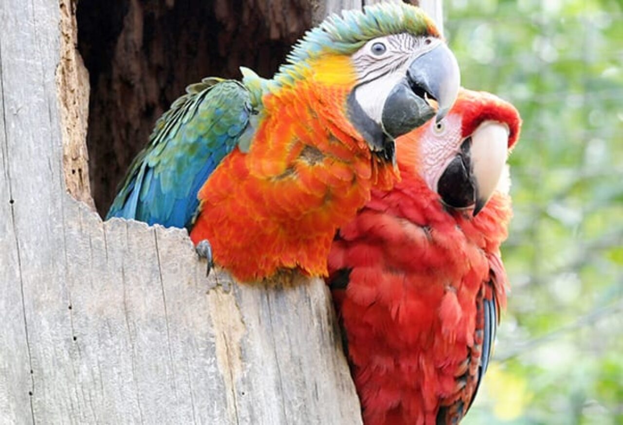 gramadozoo
