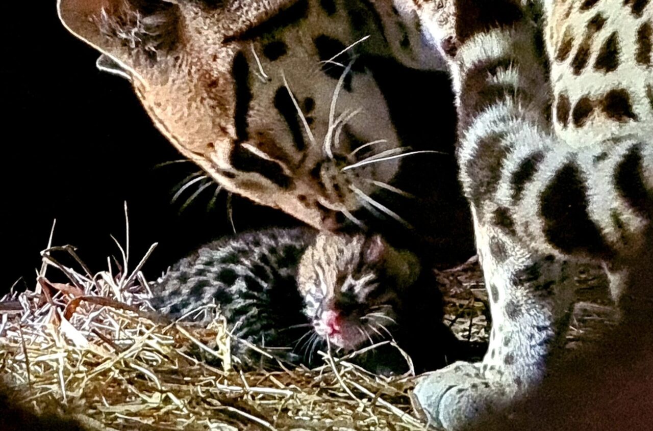 jaguatirica (1)