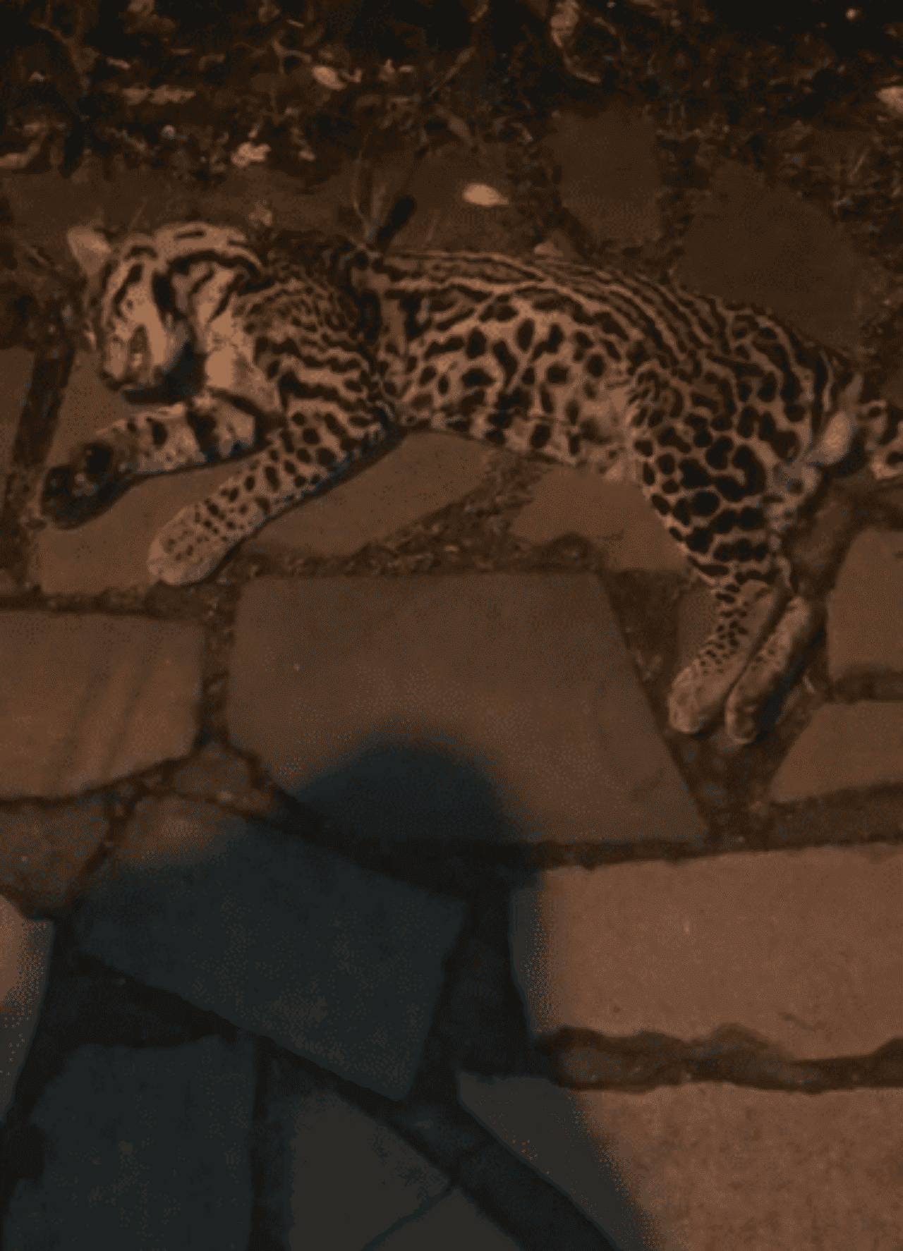 jaguatirica