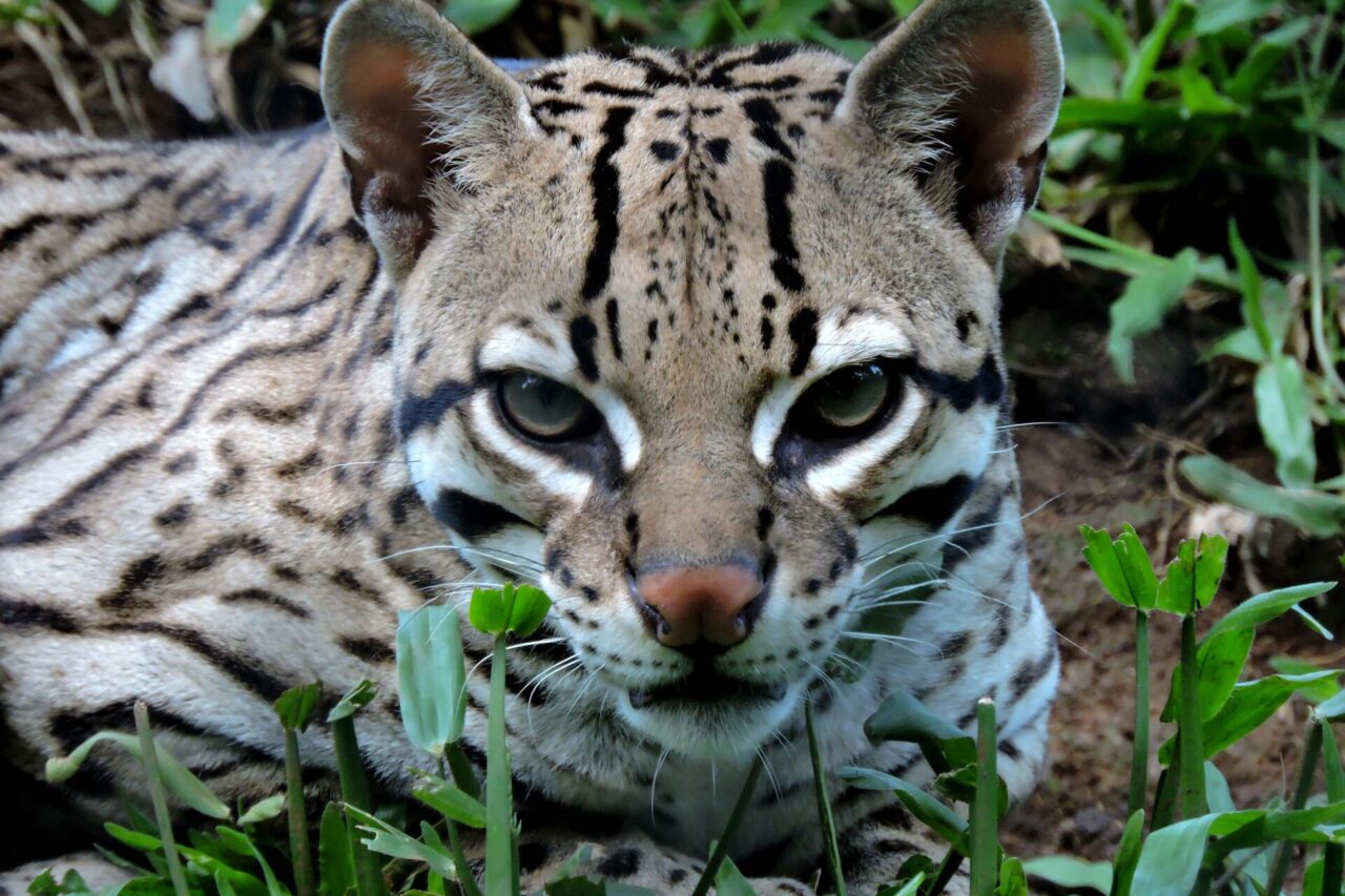 jaguatirica_foto_renan_alves