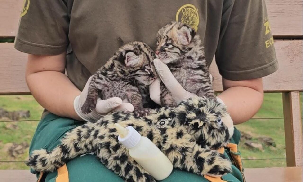 Fotos: Divulgação Gramadozoo