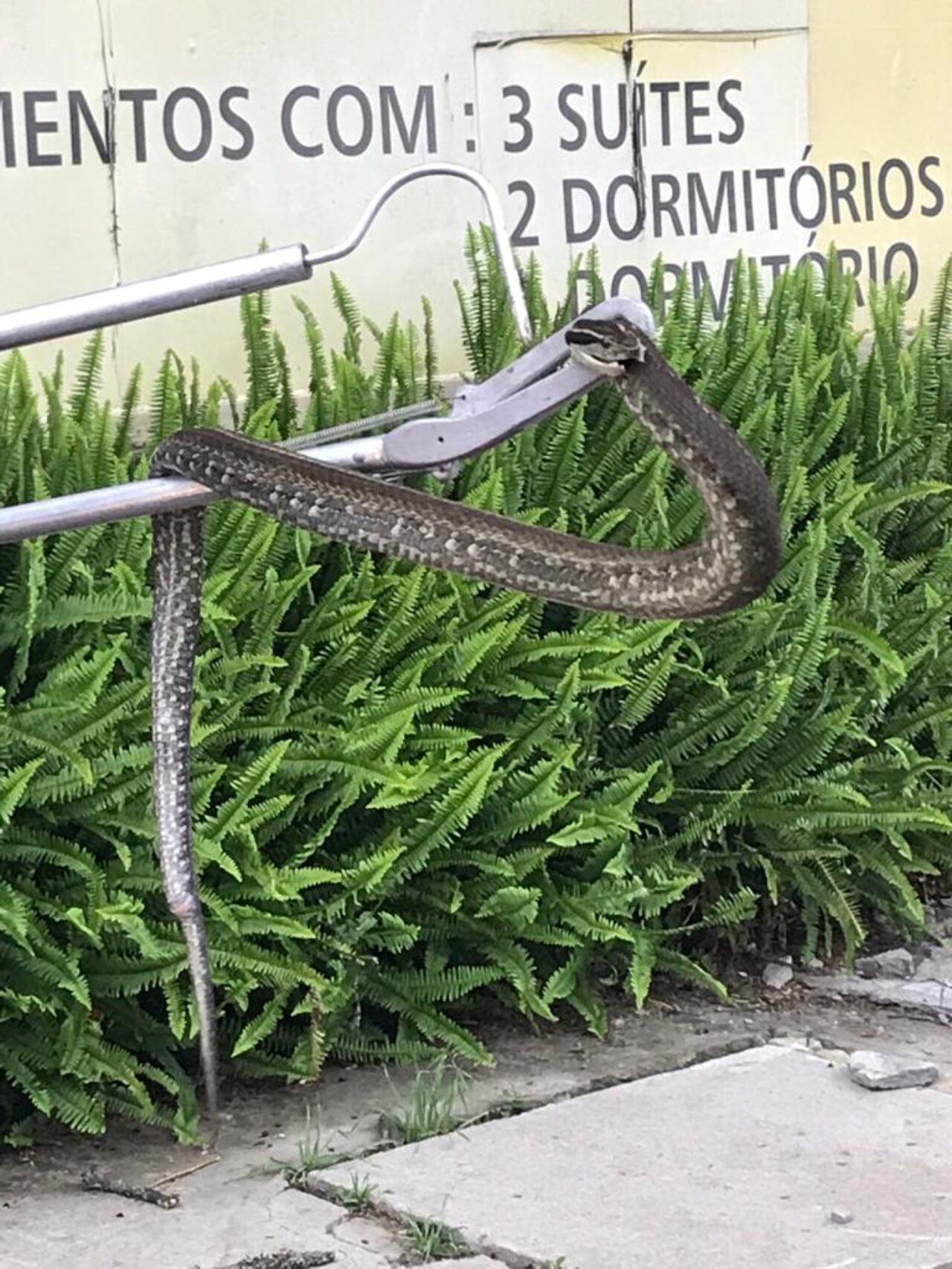 jararaca