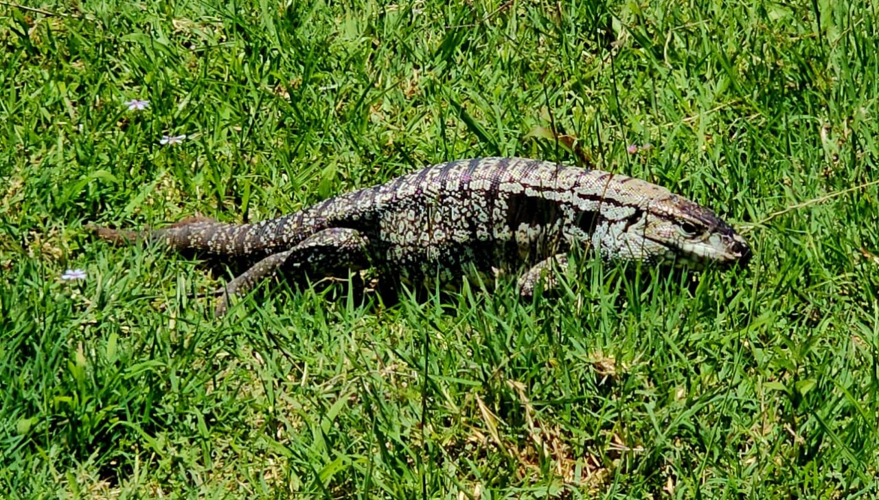 lagarto_foto_halder