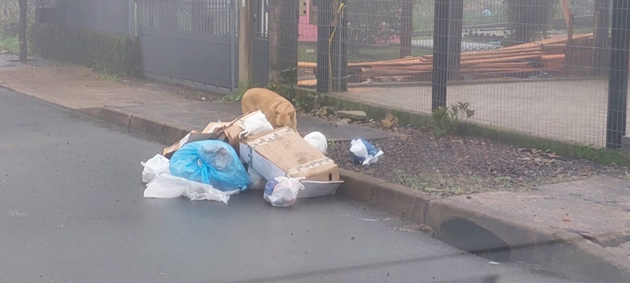Lixo fica a mercê dos cães enquanto não é recolhido - Fotos: Francisco Rocha