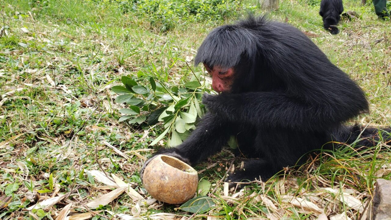 macaco_aranha_mate3