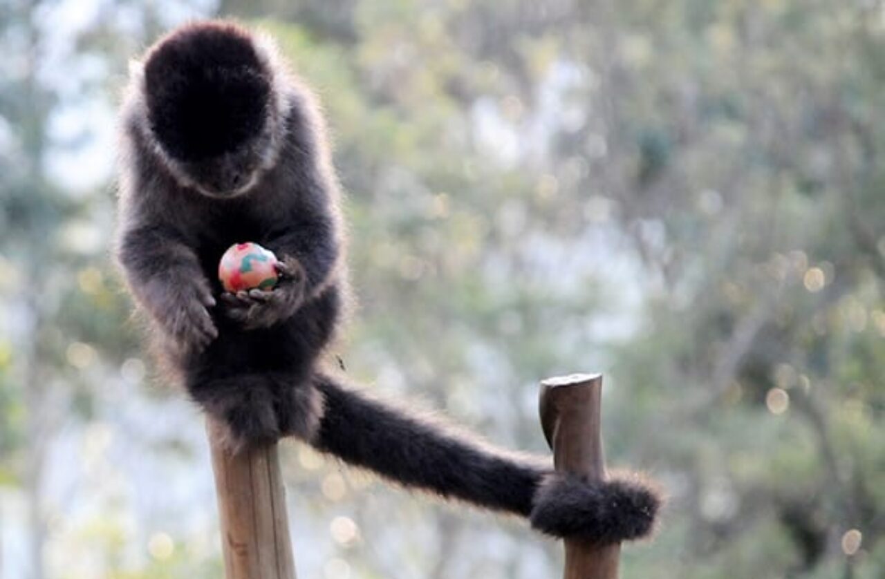 macaco_prego_páscoa (5)