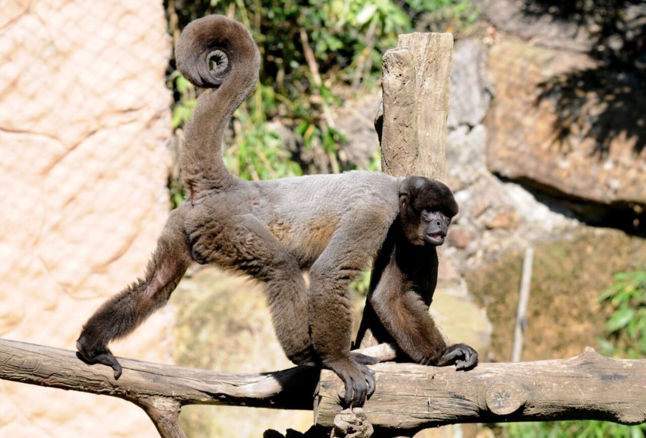macacos do Norte