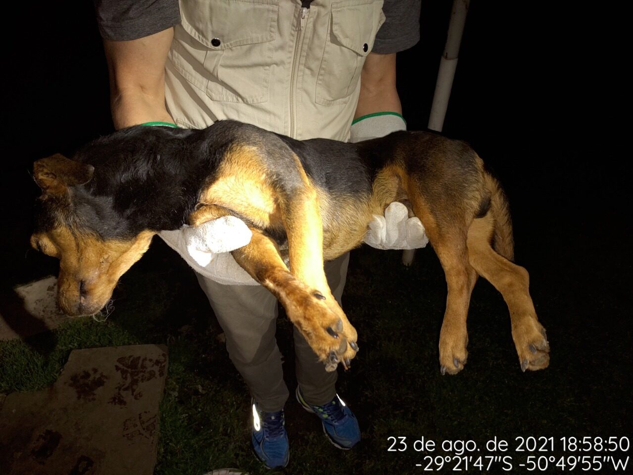 Foto: Reprodução/Twitter - Comando Ambiental da Brigada Militar / RS