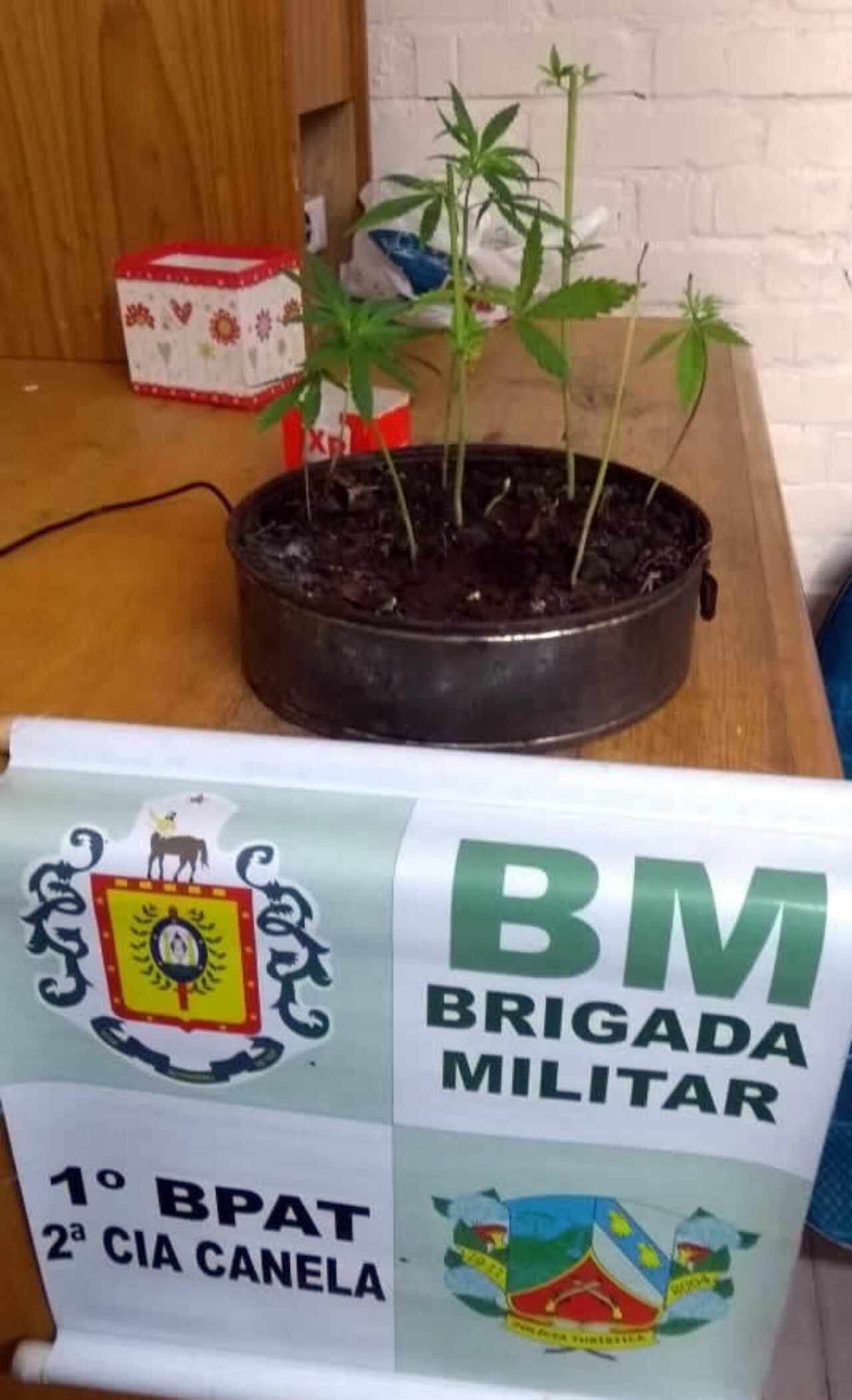 oito mudinhas