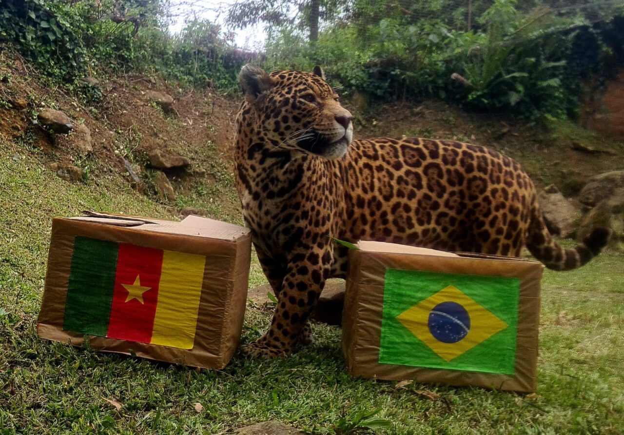 onca_palpite_copa-1