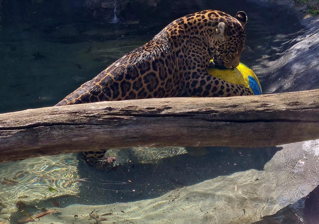 onca_zoo_bola (2)