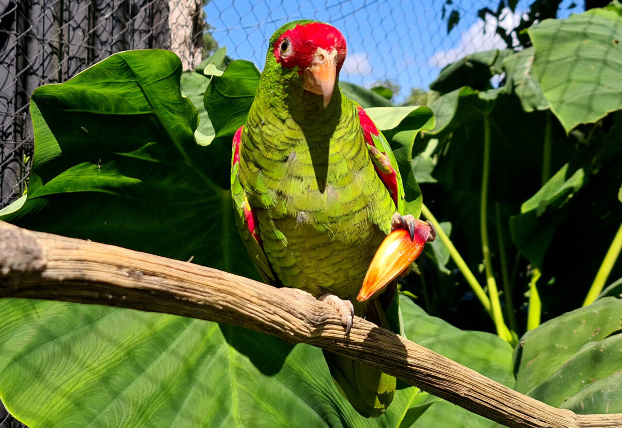 Papagaio Charão